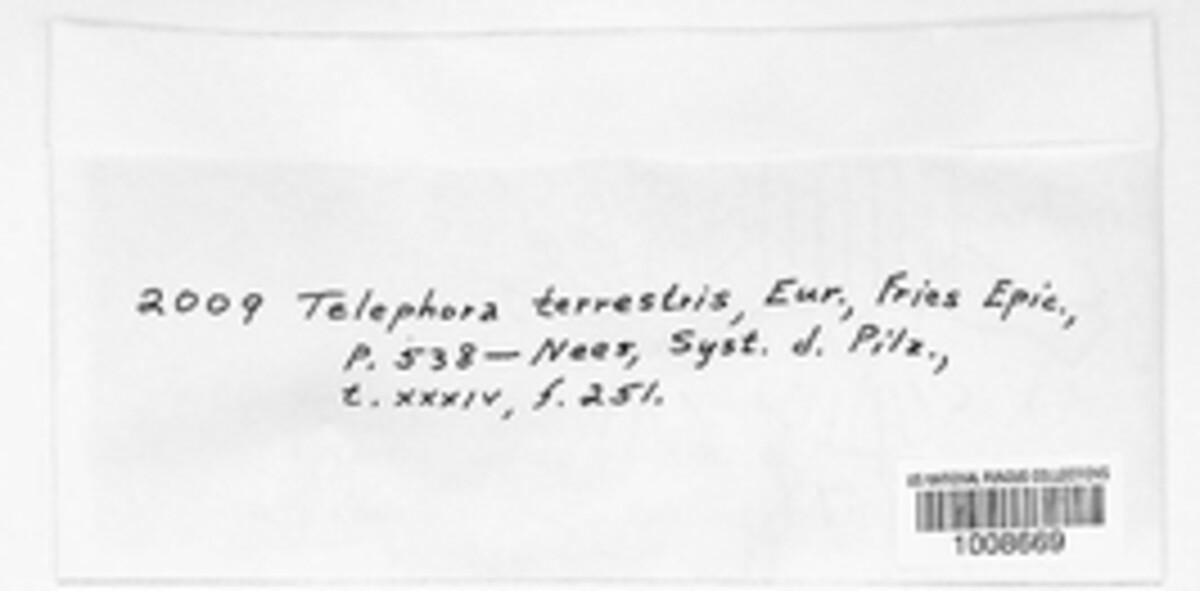 Thelephora terrestris image
